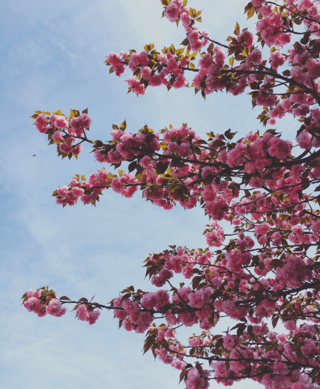 Screen Shot 2017-04-10 at 8.01.45 AM