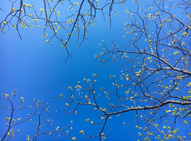 Screen Shot 2017-04-17 at 8.24.28 AM