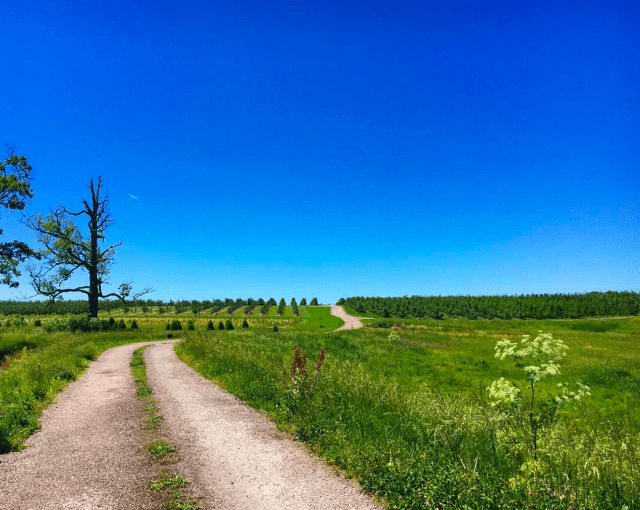 Screen Shot 2017-05-22 at 8.01.25 AM