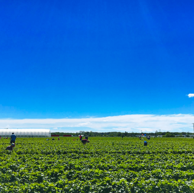 Screen Shot 2017-05-22 at 8.01.40 AM