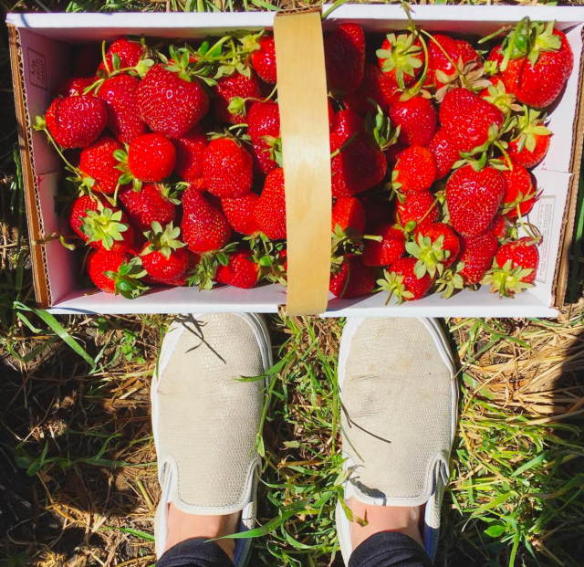 Screen Shot 2017-05-22 at 8.01.53 AM