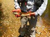 Screen Shot 2017-07-18 at 7.51.31 AM