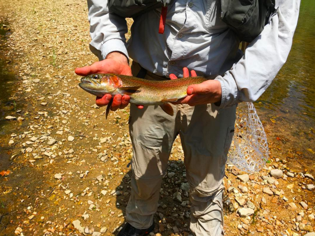 Screen Shot 2017-07-18 at 7.51.31 AM