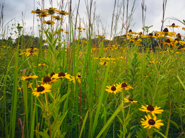 Screen Shot 2017-08-15 at 8.24.57 AM