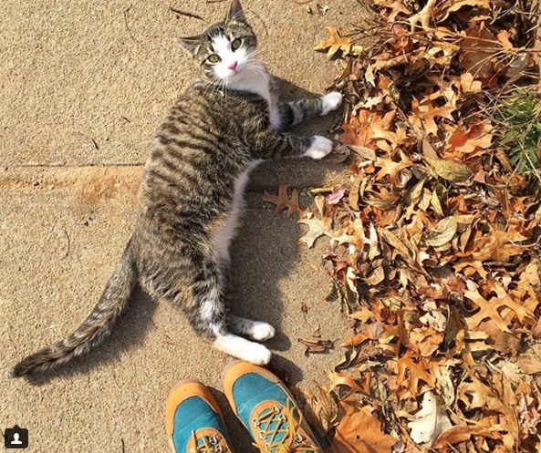 Screen Shot 2017-11-12 at 11.37.34 AM