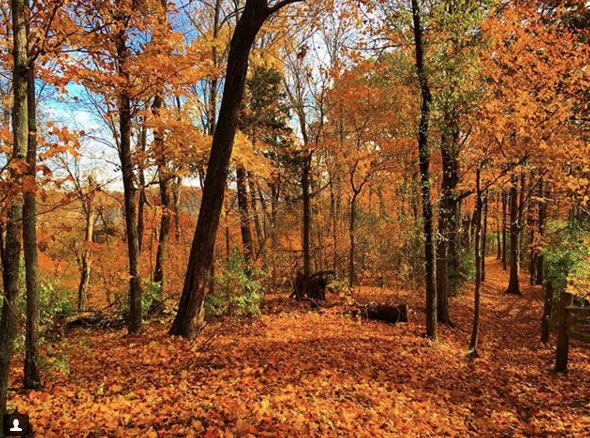 Screen Shot 2017-11-12 at 11.38.22 AM