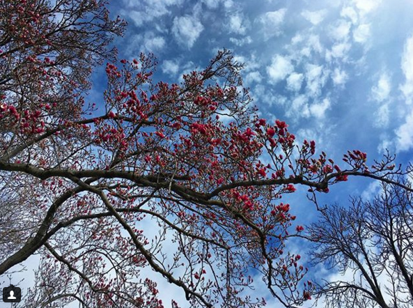 Screen Shot 2018-04-01 at 1.12.37 PM