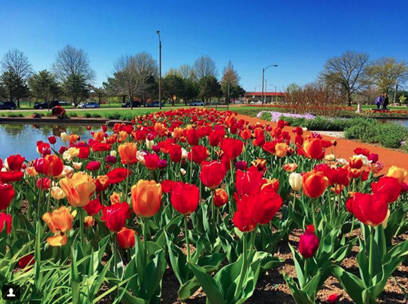 Screen Shot 2018-04-29 at 10.16.24 AM