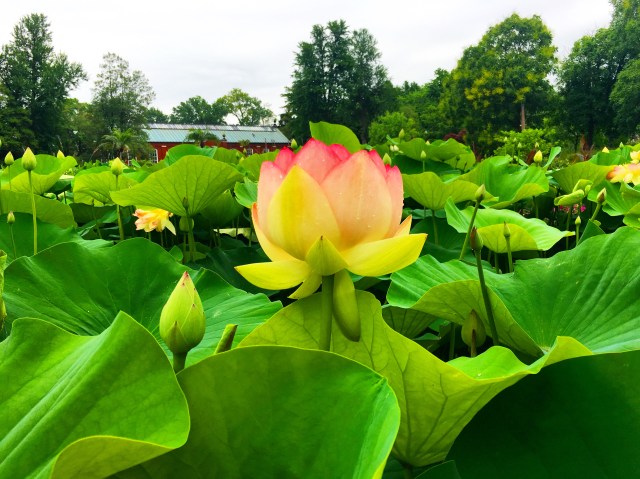 9FE0CDC2-C5C2-465E-9CFD-A76CACE7282A